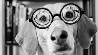 pic for Funny Dog Wearing Glasses 